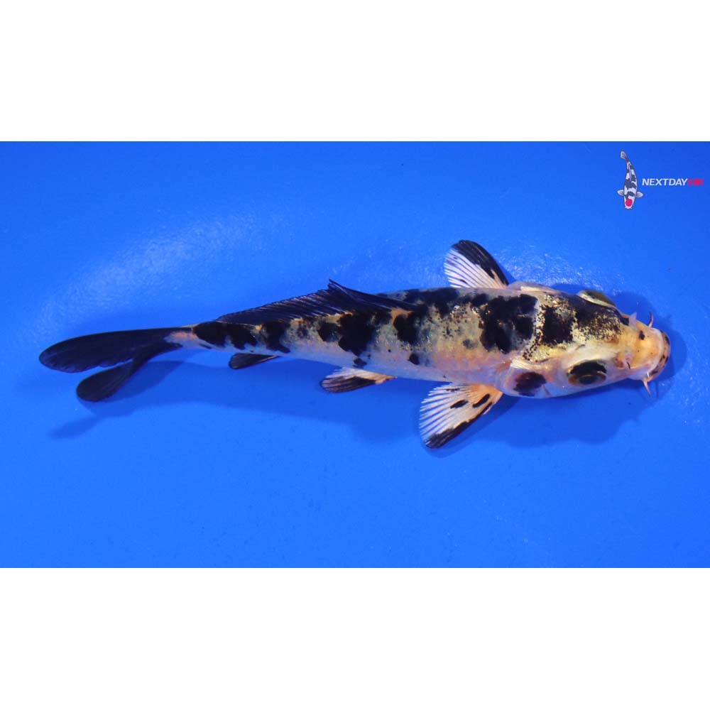 3.5” Imported Kin Ki Bekko