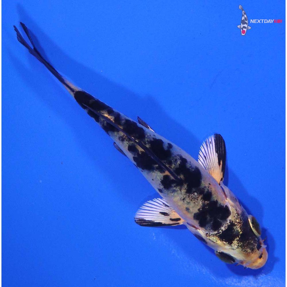 3.5” Imported Kin Ki Bekko