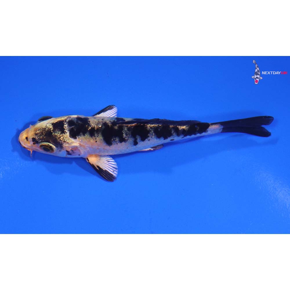 3.5” Imported Kin Ki Bekko