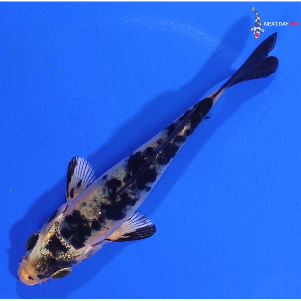 3.5” Imported Kin Ki Bekko