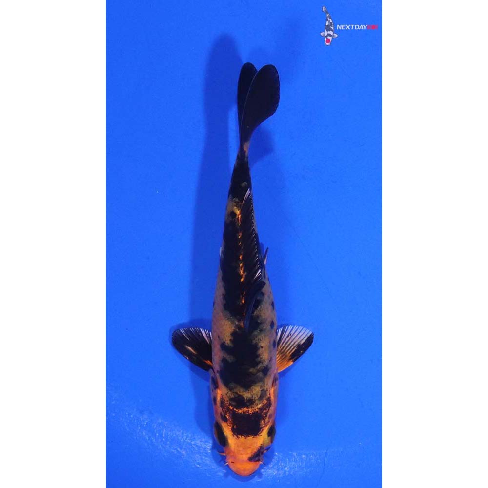 3.5” Imported Kin Aka Bekko