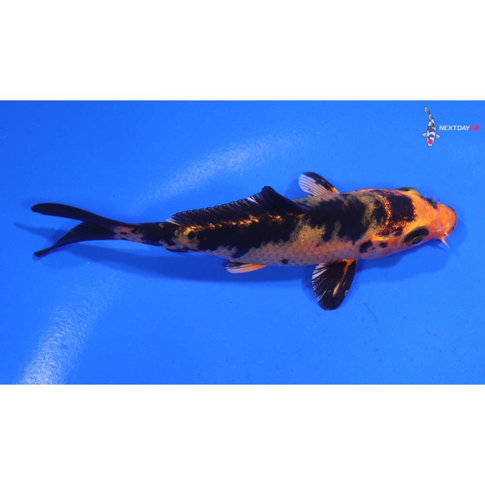 3.5” Imported Kin Aka Bekko