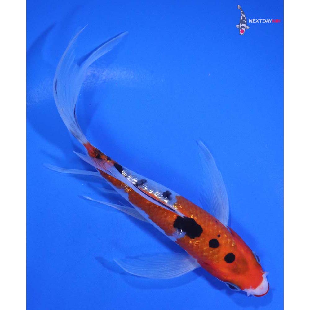 5.5” Imported Gin Rin Sanke Butterfly Koi