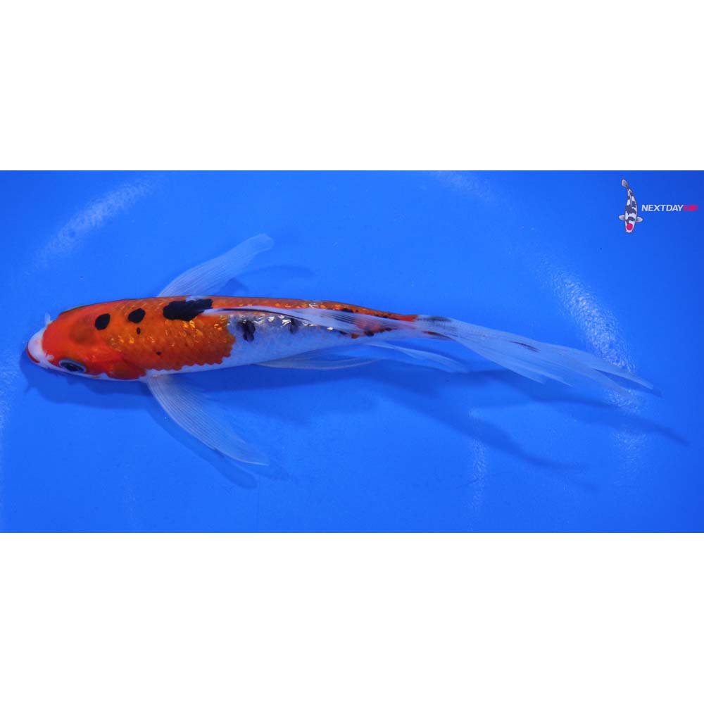 5.5” Imported Gin Rin Sanke Butterfly Koi