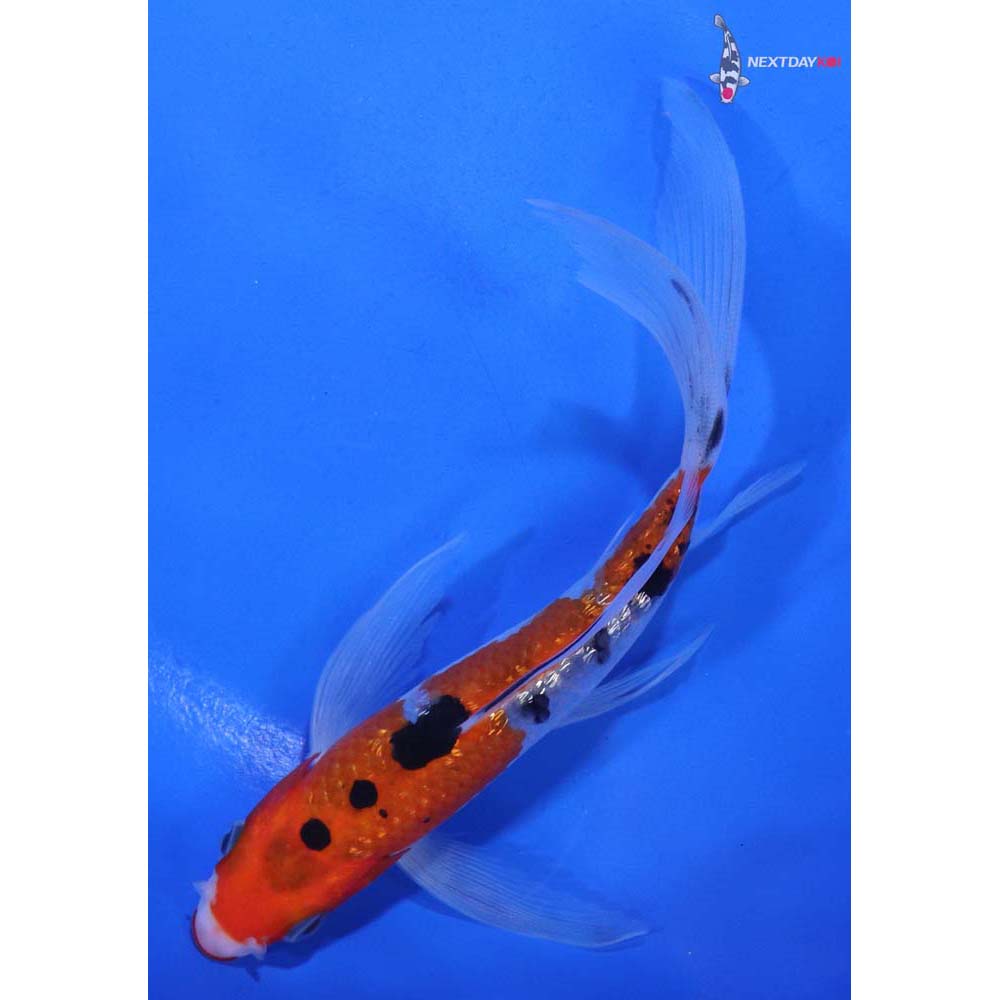 5.5” Imported Gin Rin Sanke Butterfly Koi