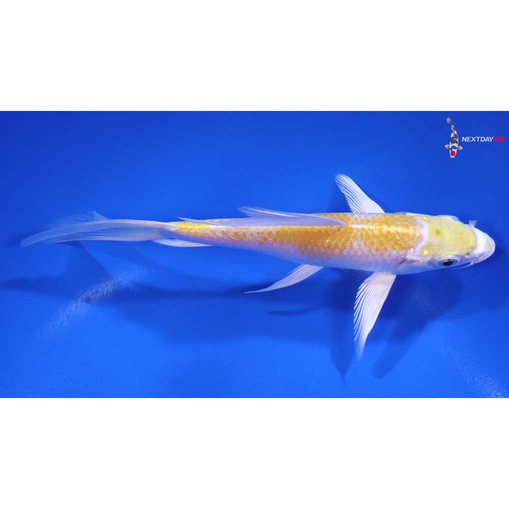 5.5” Imported Lemon Hariwake Butterfly Koi