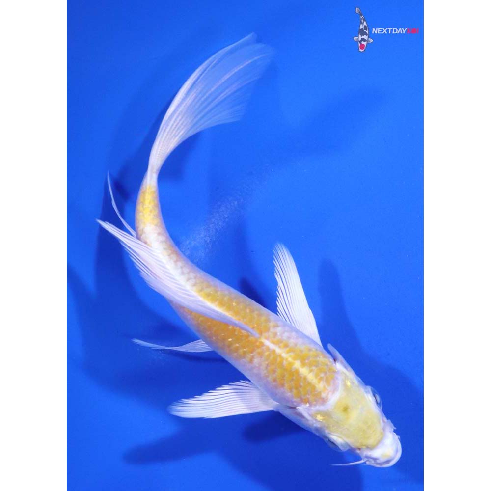 5.5” Imported Lemon Hariwake Butterfly Koi