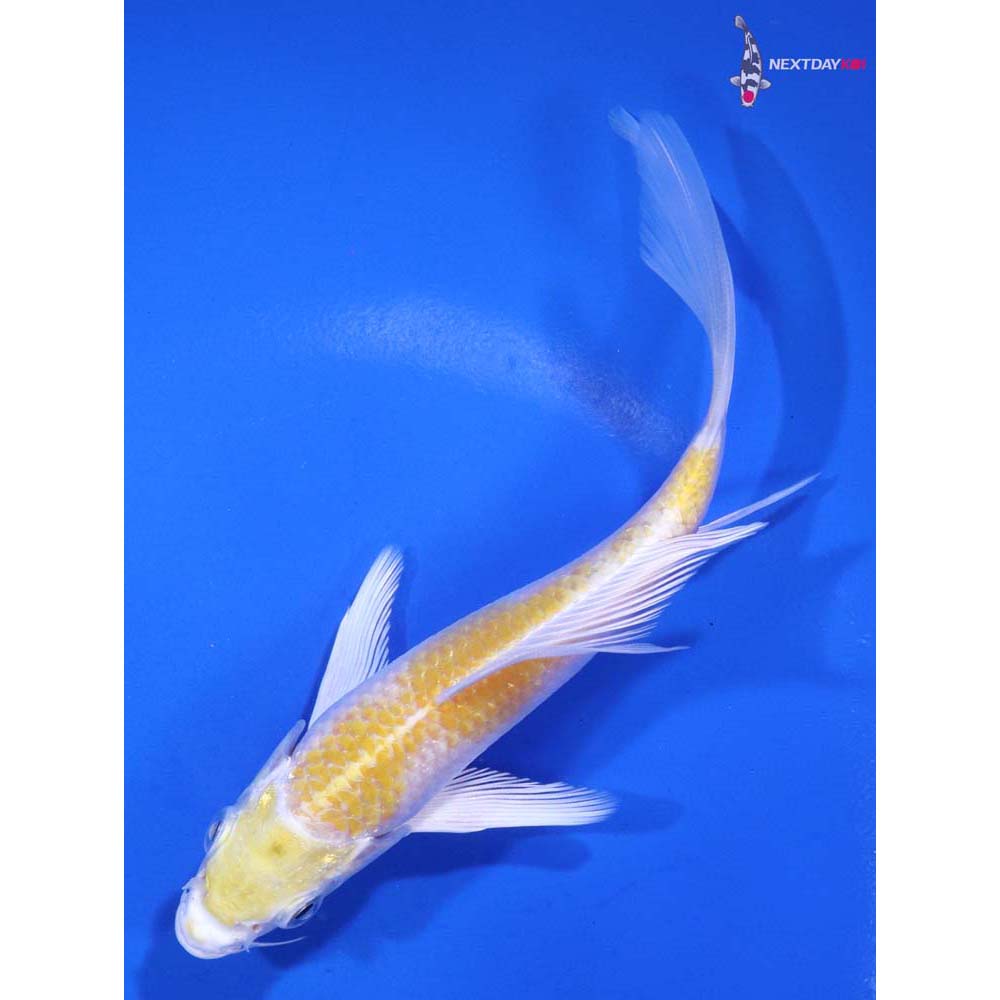 5.5” Imported Lemon Hariwake Butterfly Koi