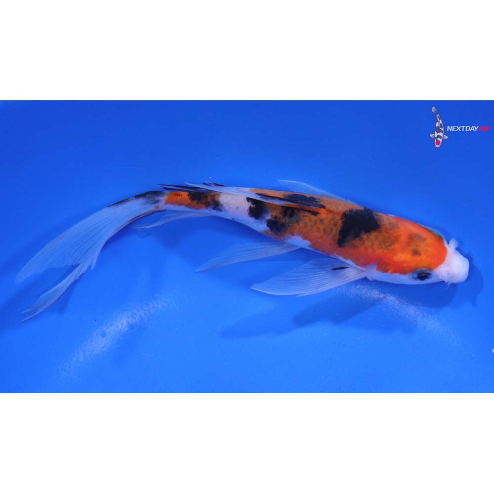 6” Imported Sanke Butterfly Koi