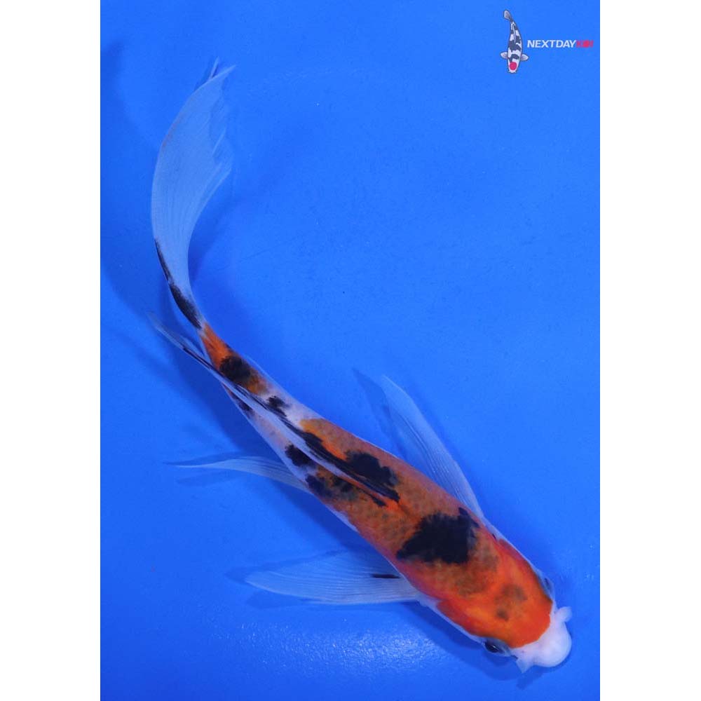 6” Imported Sanke Butterfly Koi