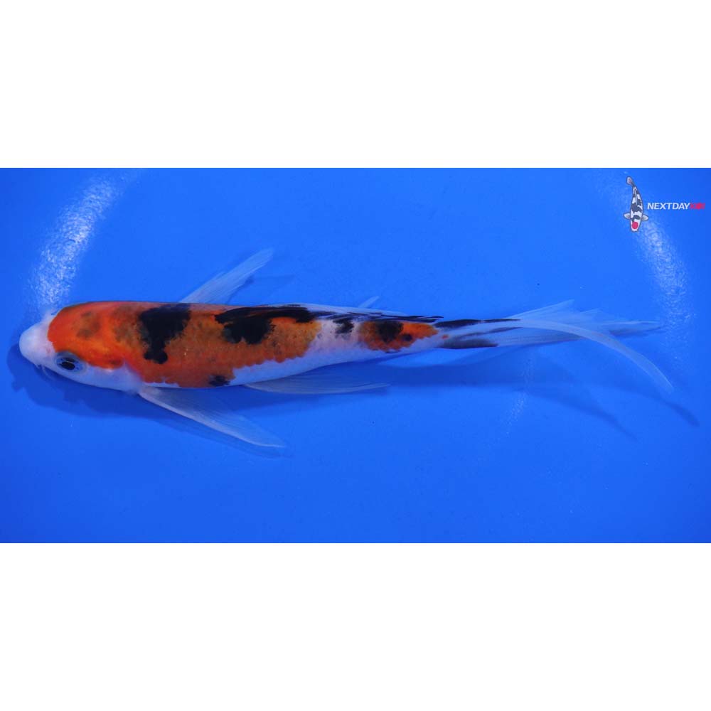 6” Imported Sanke Butterfly Koi