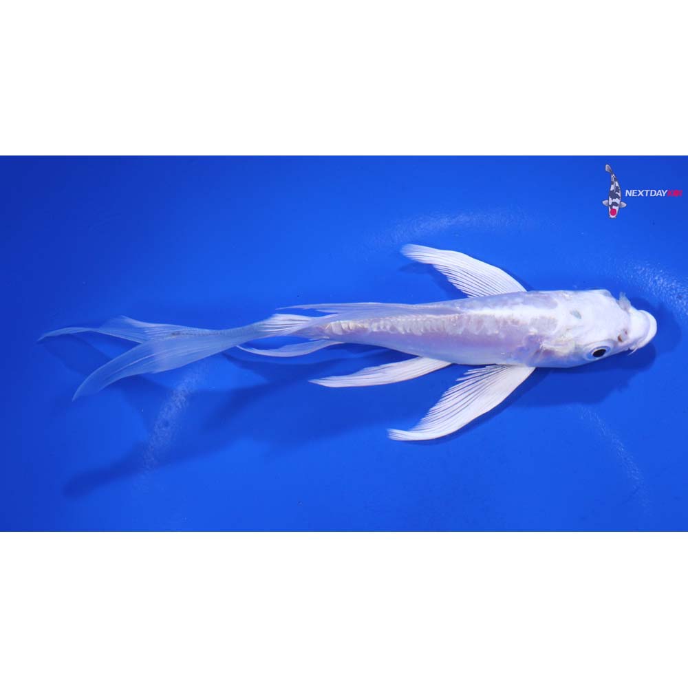 6” Imported Doitsu Platinum Ogon Butterfly Koi