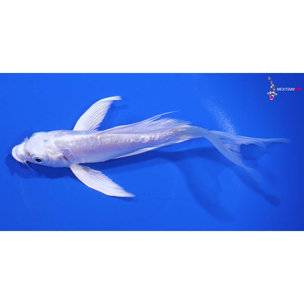 6” Imported Doitsu Platinum Ogon Butterfly Koi