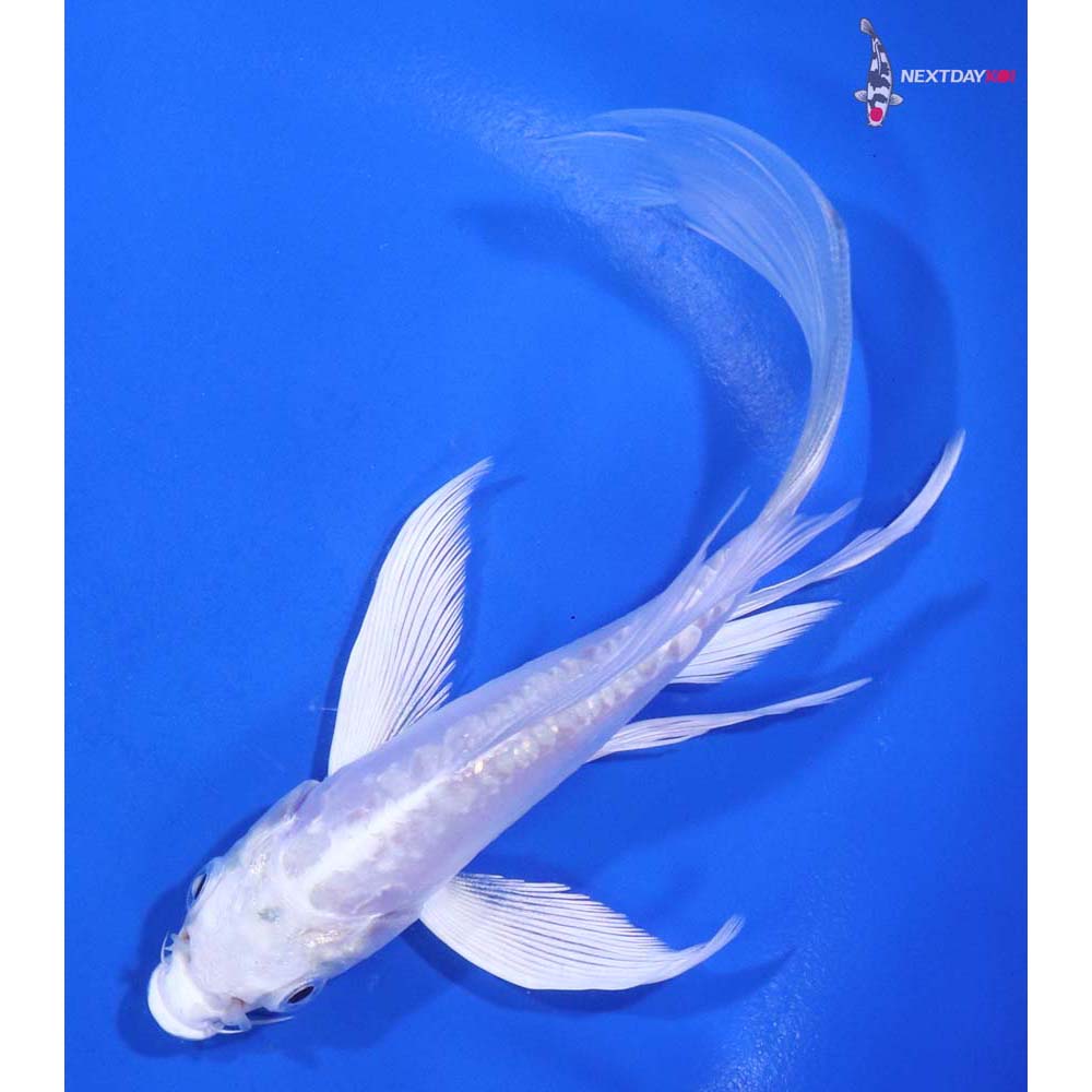 6” Imported Doitsu Platinum Ogon Butterfly Koi