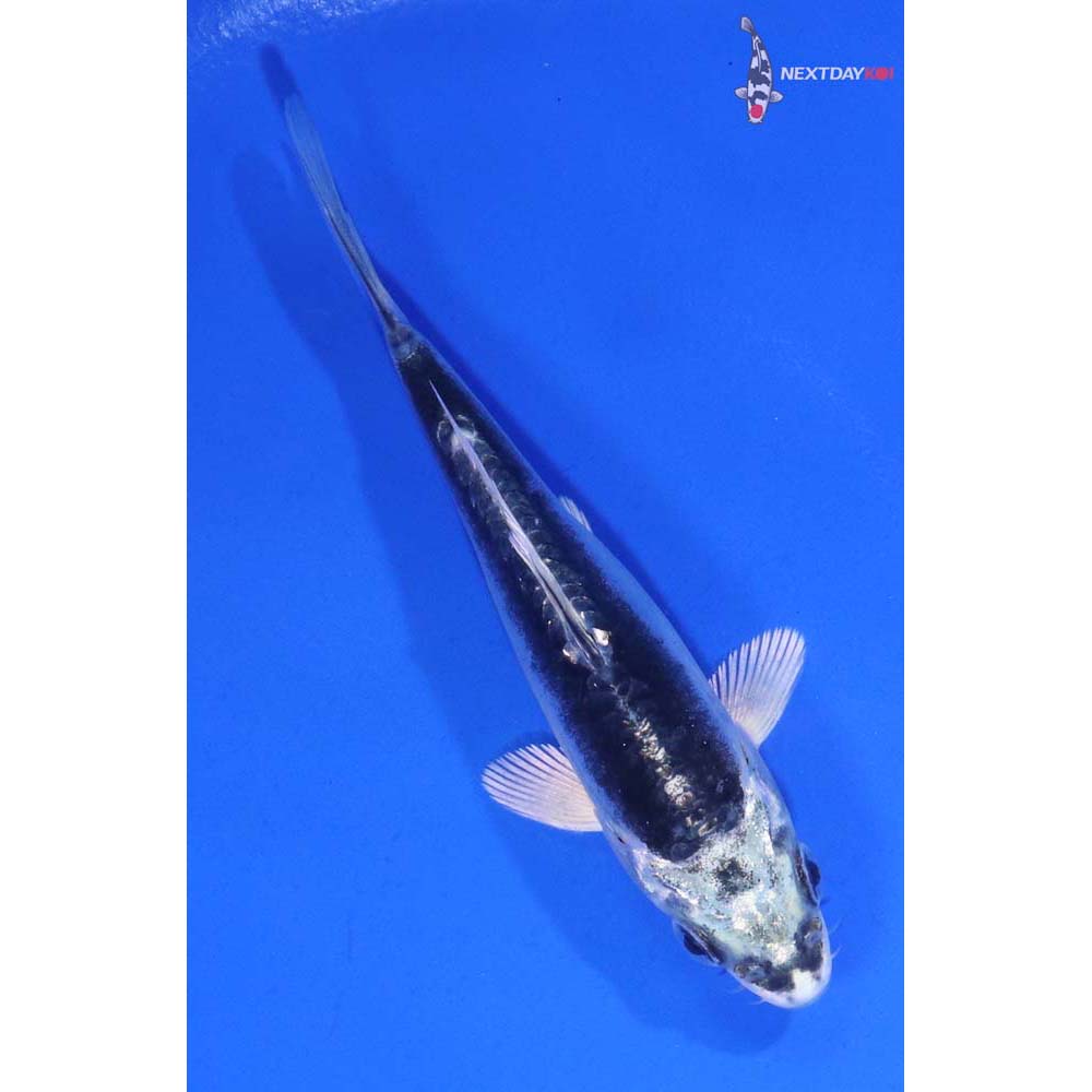 4” Imported Kikokuryu