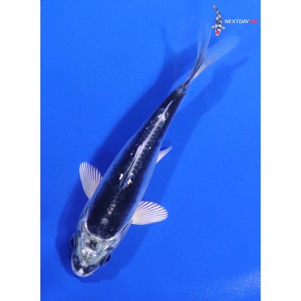 4” Imported Kikokuryu