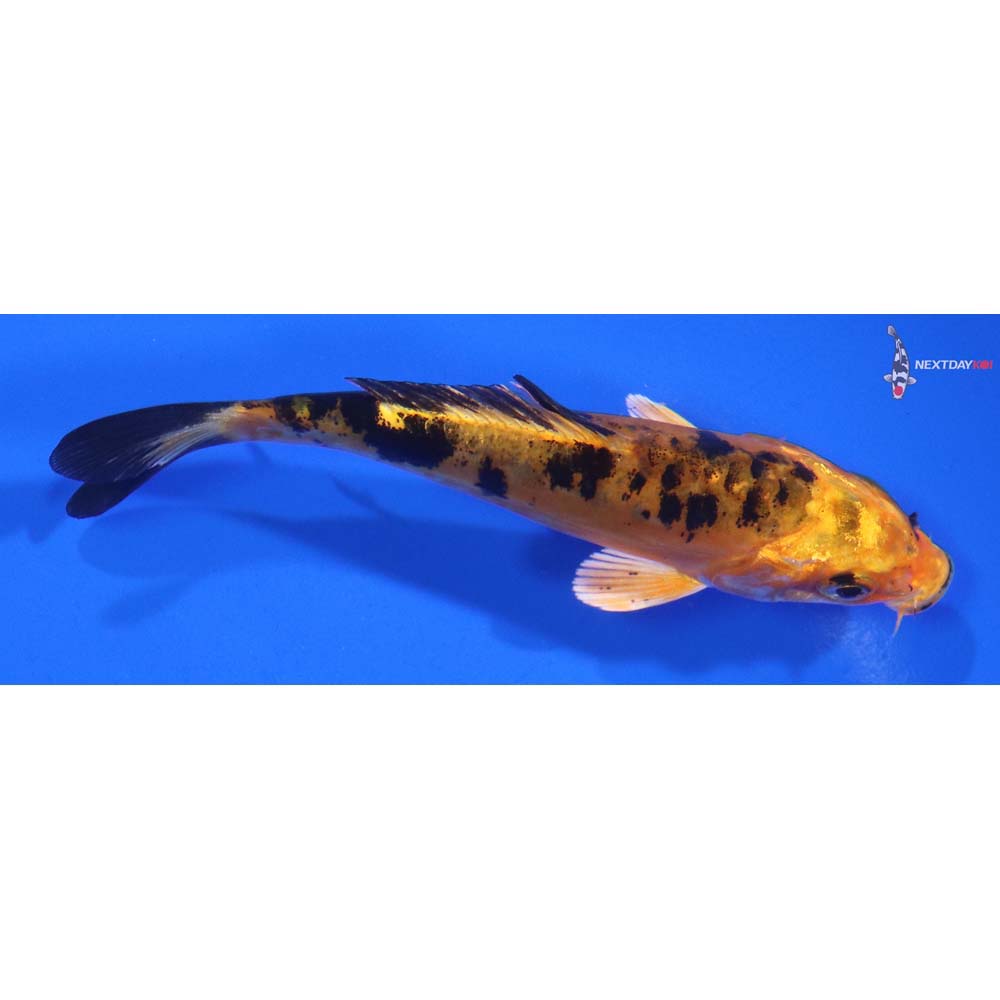 4” Imported Doitsu Kin Aka Bekko