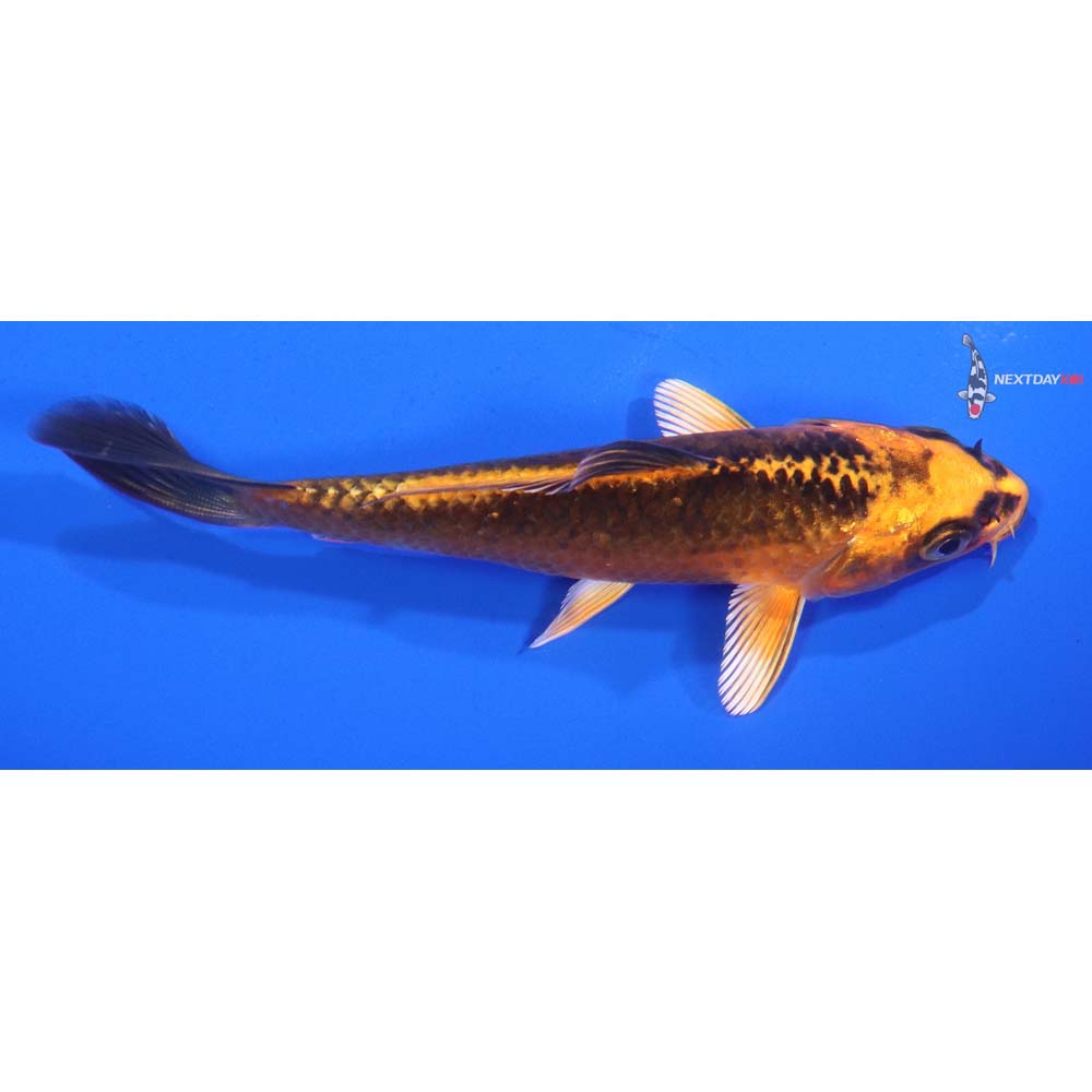 4.5” Imported Orenji Matsuba