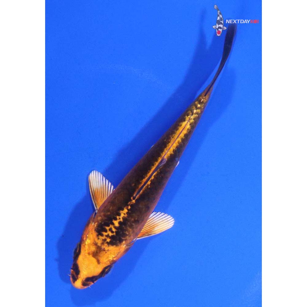 4.5” Imported Orenji Matsuba