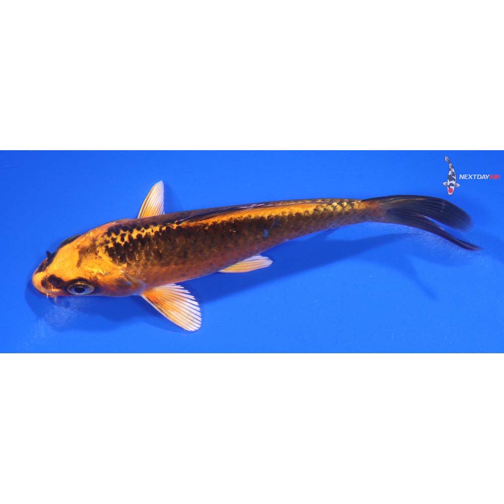 4.5” Imported Orenji Matsuba