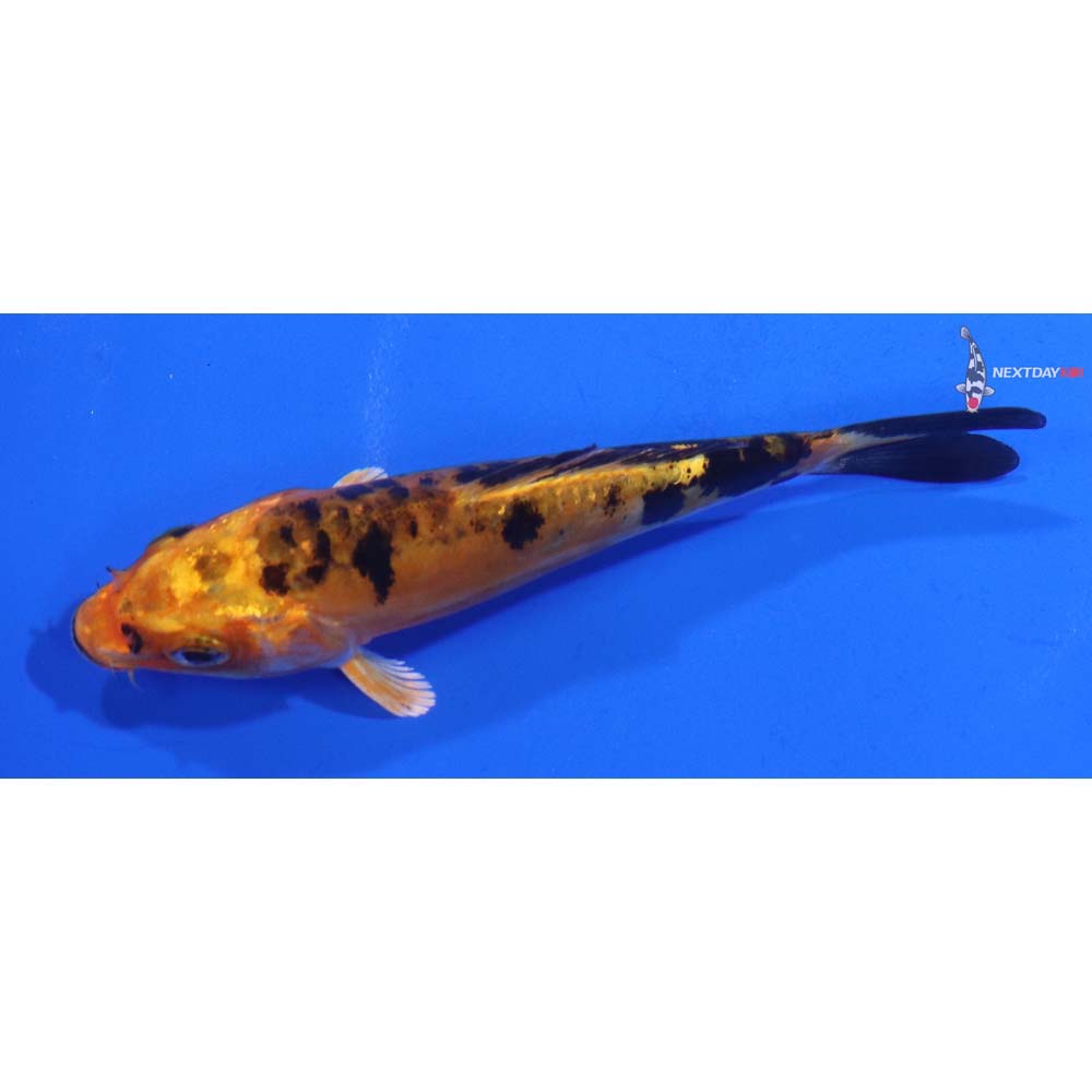 4” Imported Doitsu Kin Aka Bekko