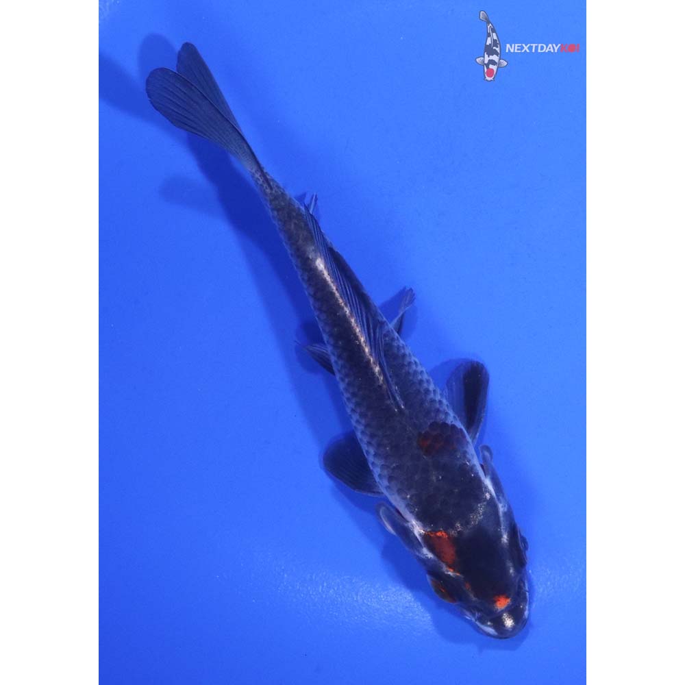 5” Imported Kujaku