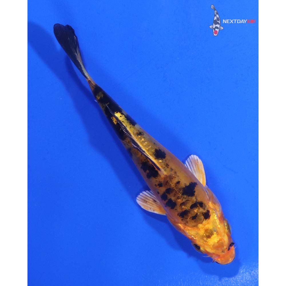 4” Imported Doitsu Kin Aka Bekko