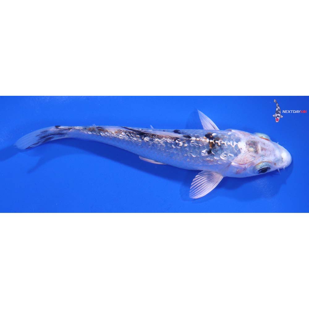 5” Imported Gin Rin Gin Shiro Bekko