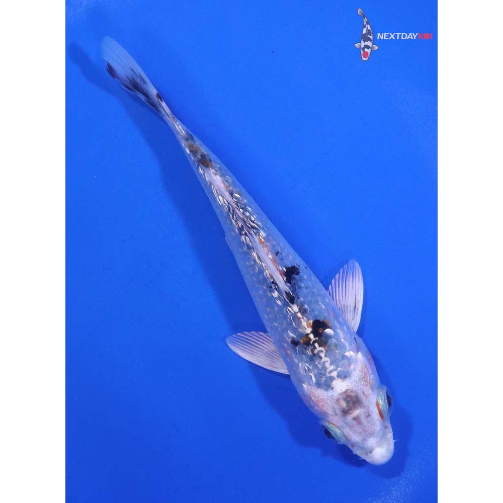 5” Imported Gin Rin Gin Shiro Bekko