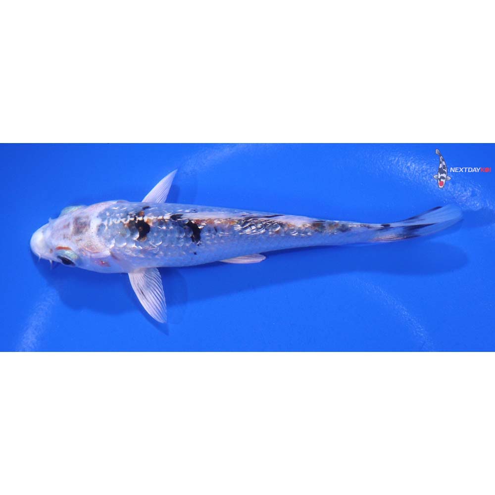 5” Imported Gin Rin Gin Shiro Bekko