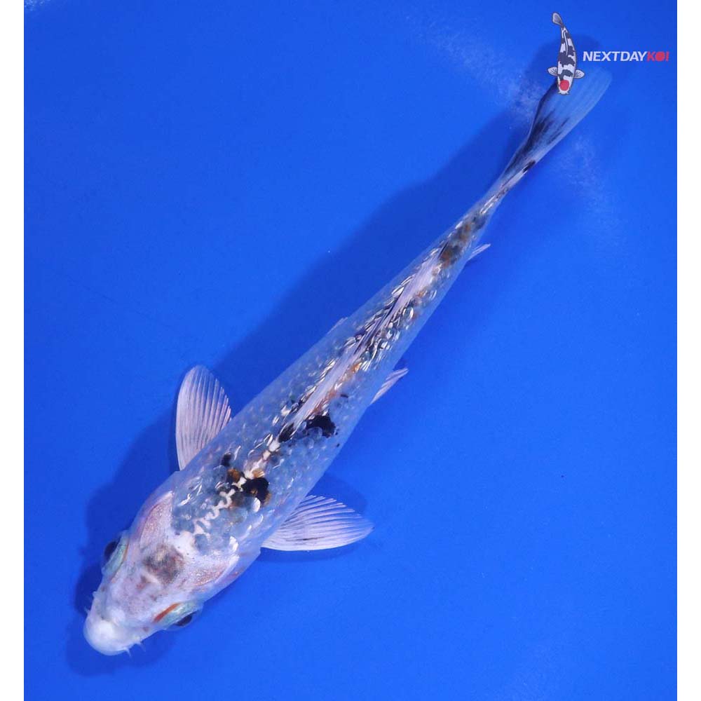 5” Imported Gin Rin Gin Shiro Bekko