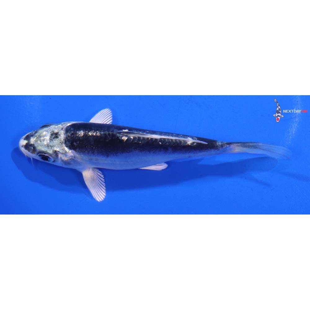 4” Imported Kikokuryu