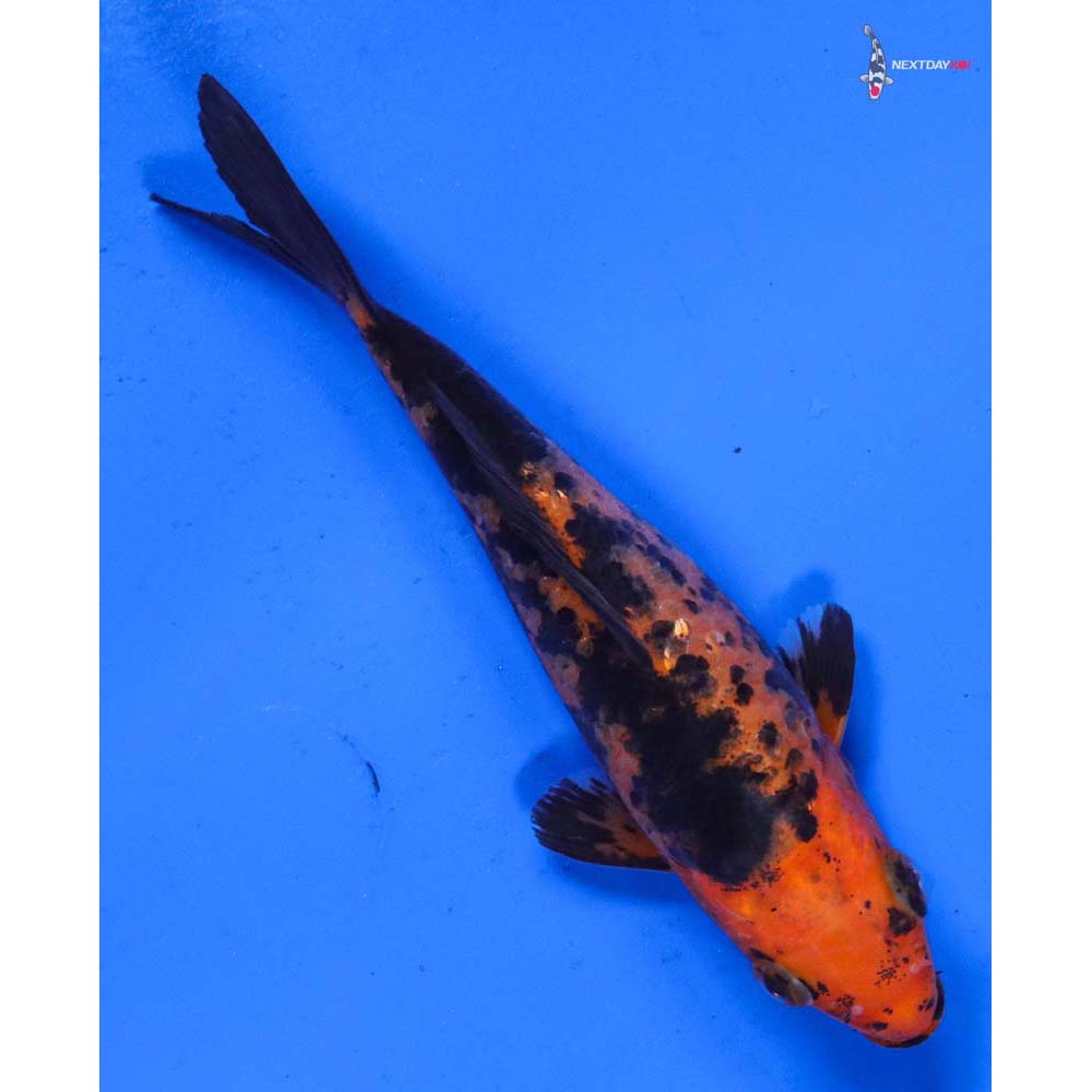 5” Imported Aka Bekko