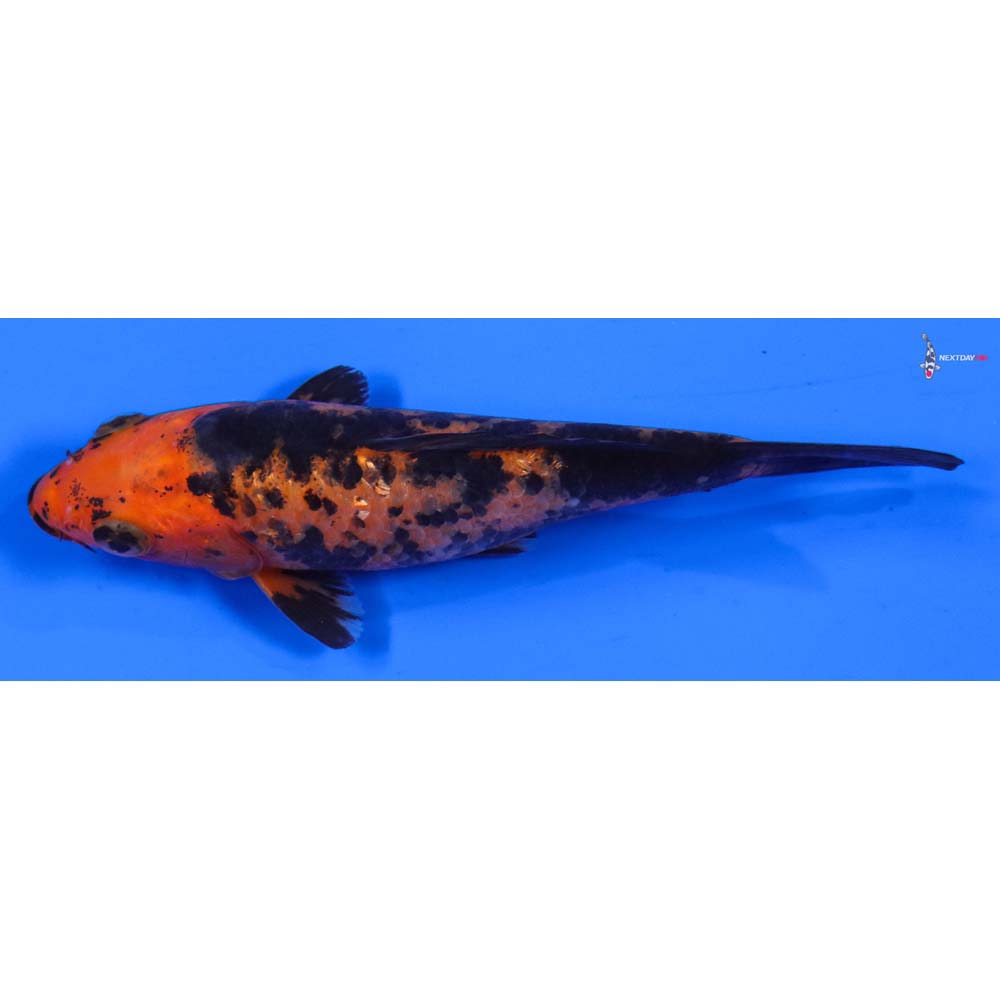 5” Imported Aka Bekko