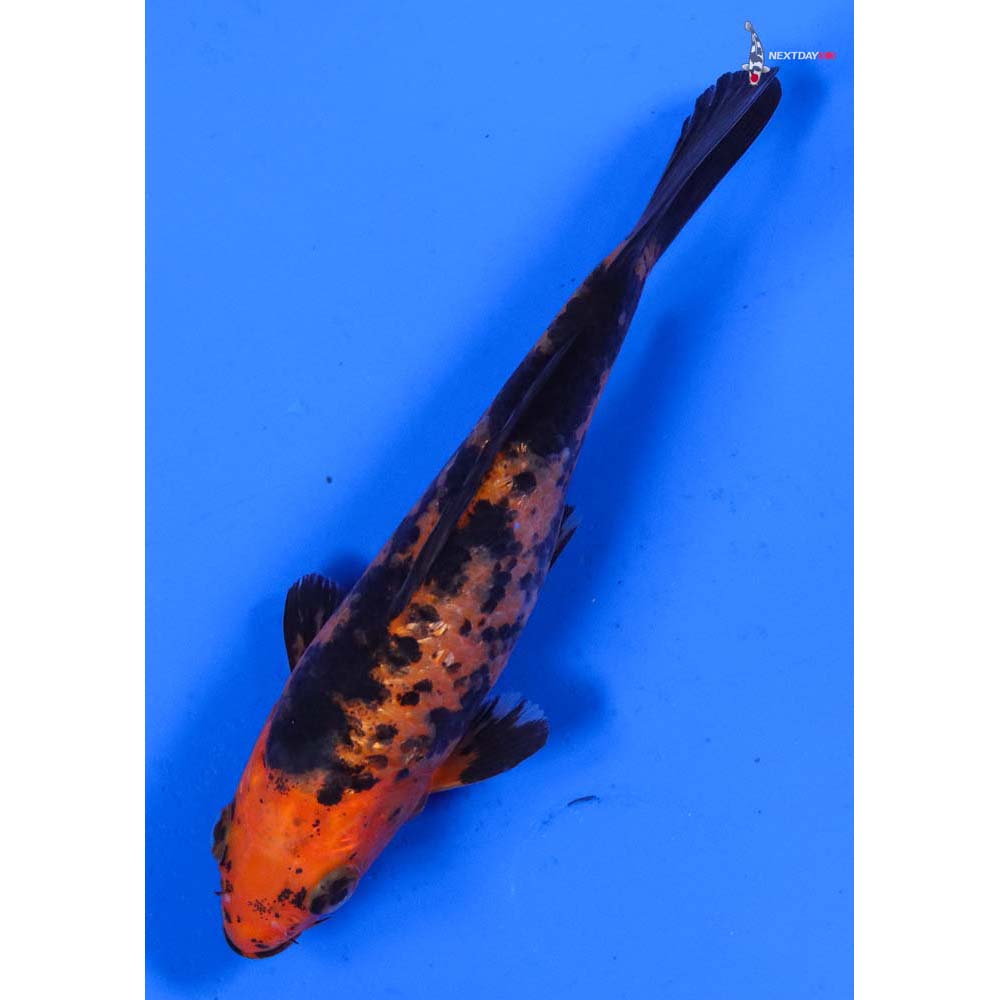 5” Imported Aka Bekko