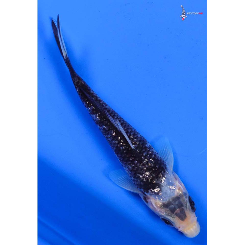 5” Imported Gin Rin Matsukawabakke