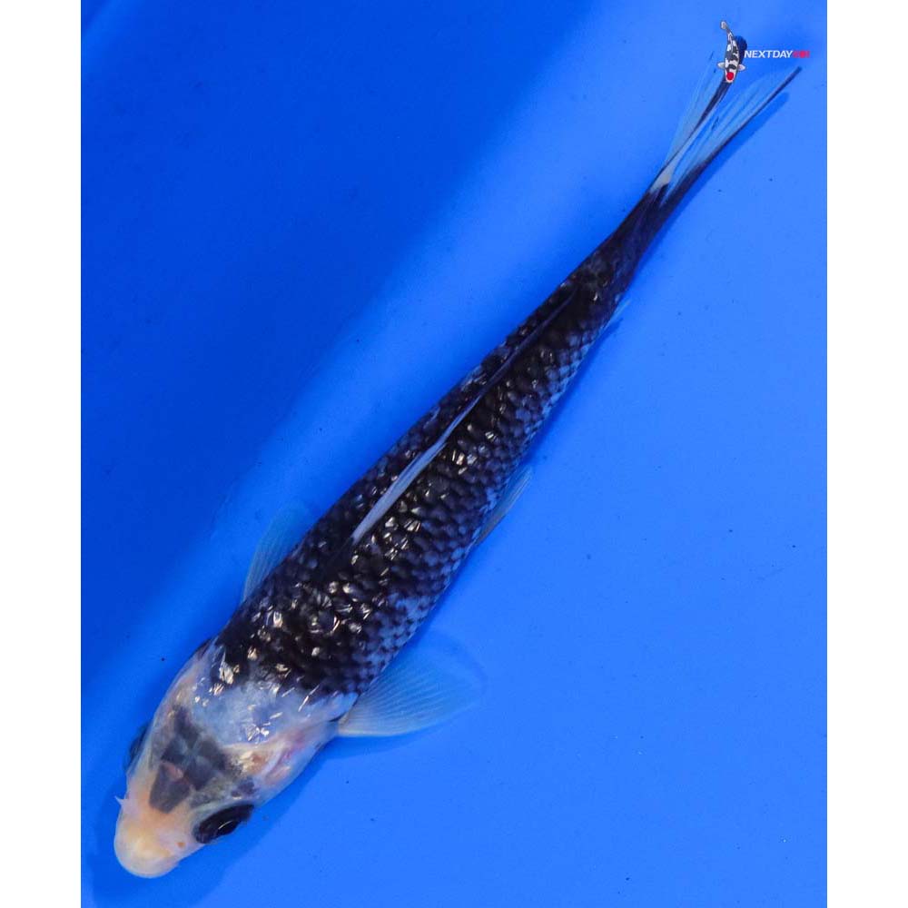 5” Imported Gin Rin Matsukawabakke