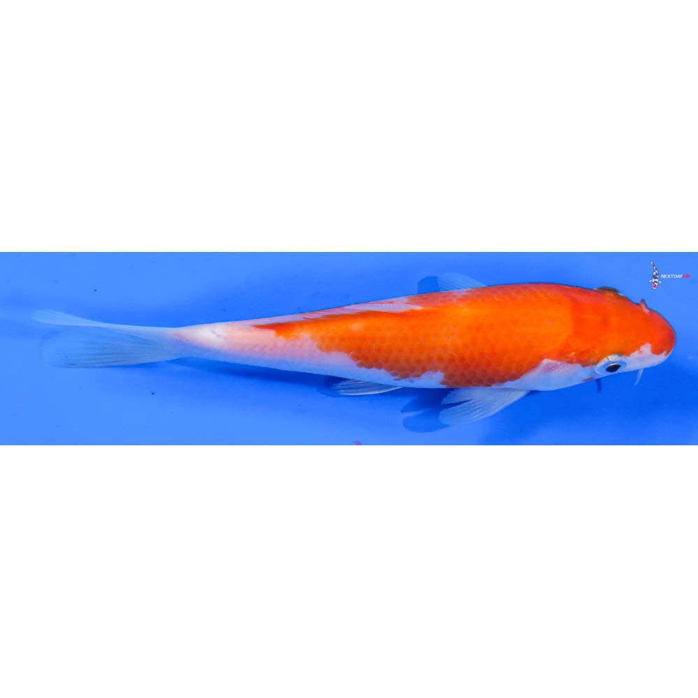 5.5” Imported Kohaku