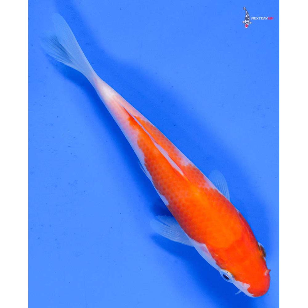 5.5” Imported Kohaku