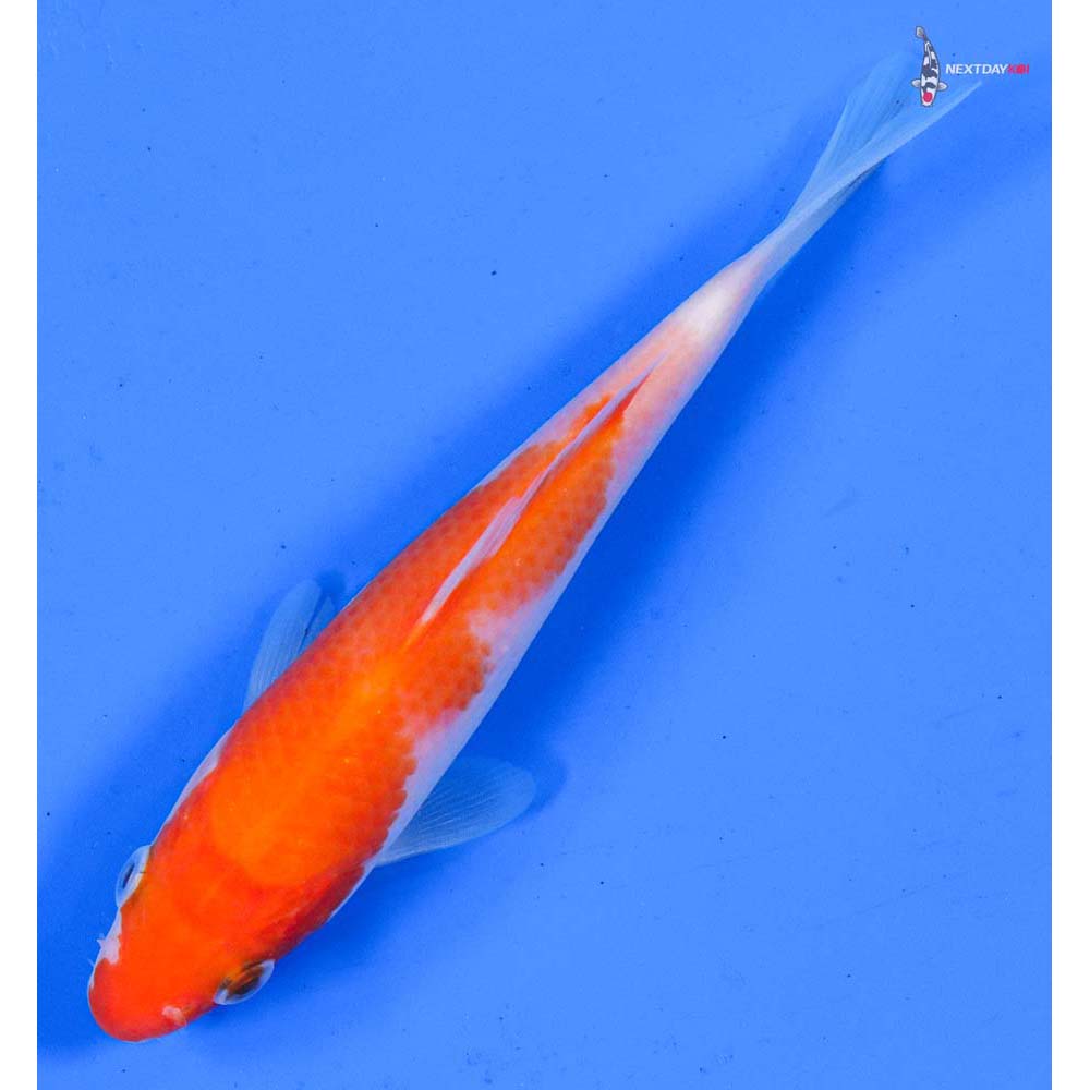 5.5” Imported Kohaku