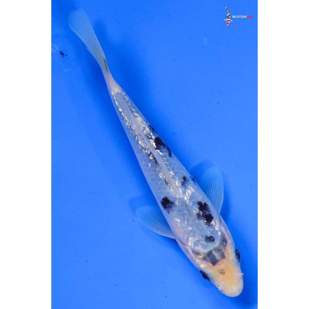 5.5” Imported Gin Rin Shiro Bekko