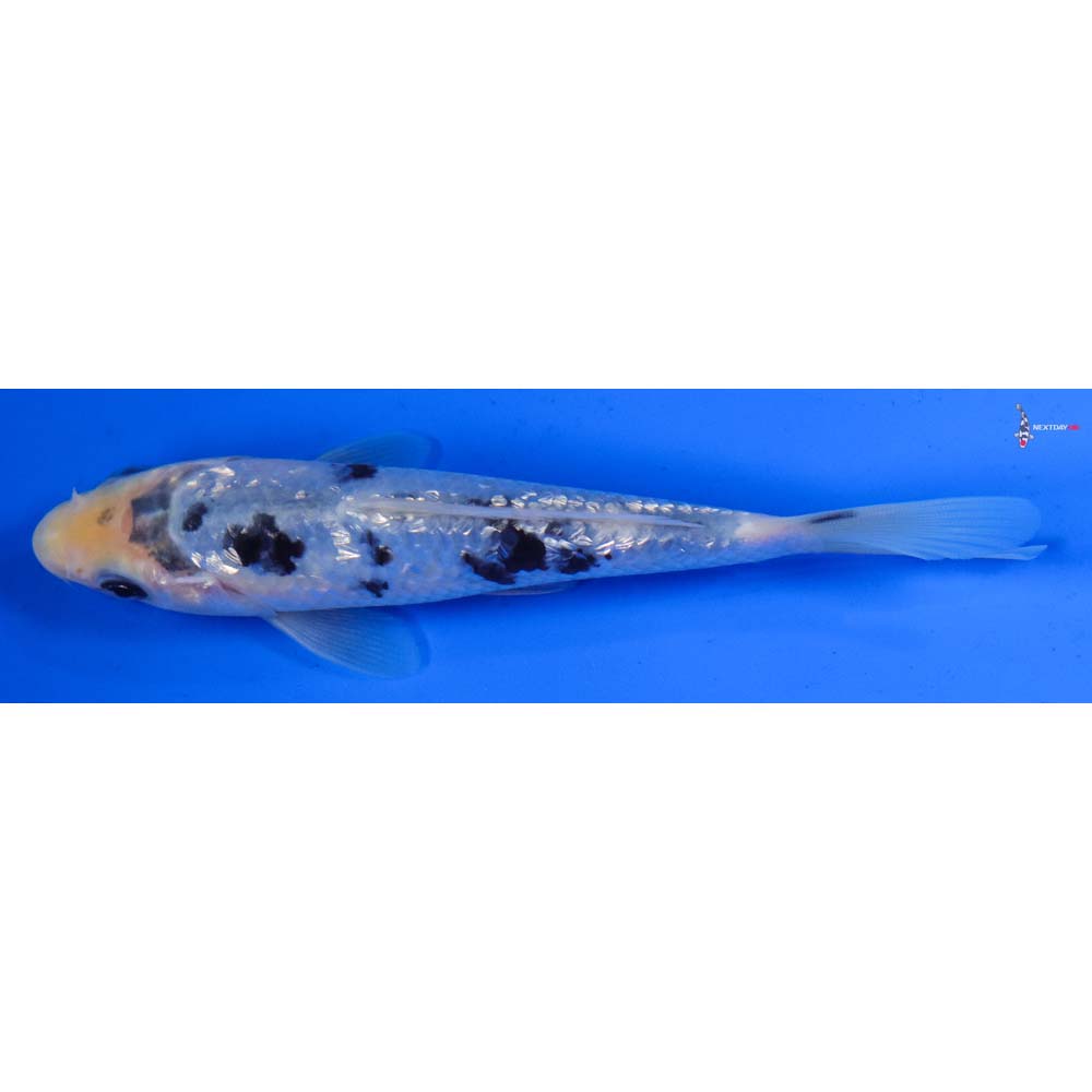 5.5” Imported Gin Rin Shiro Bekko