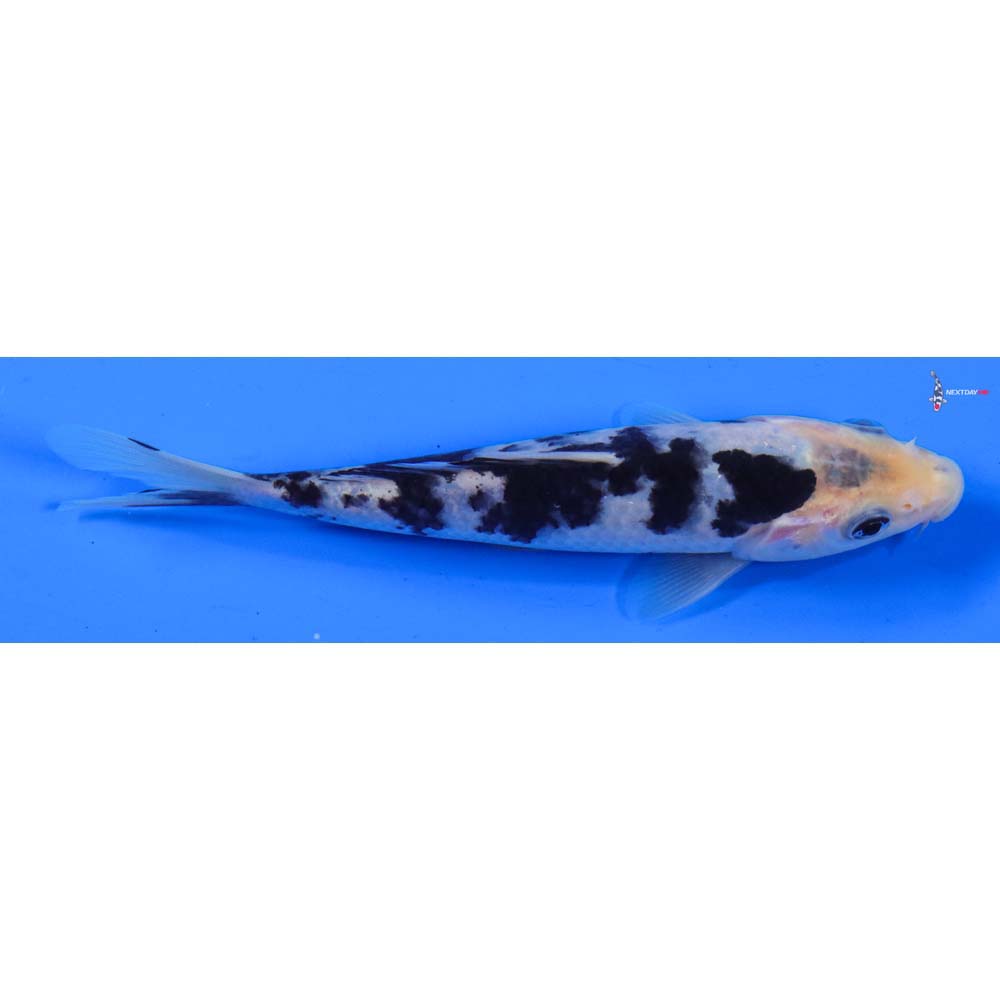 6” Imported Shiro Bekko