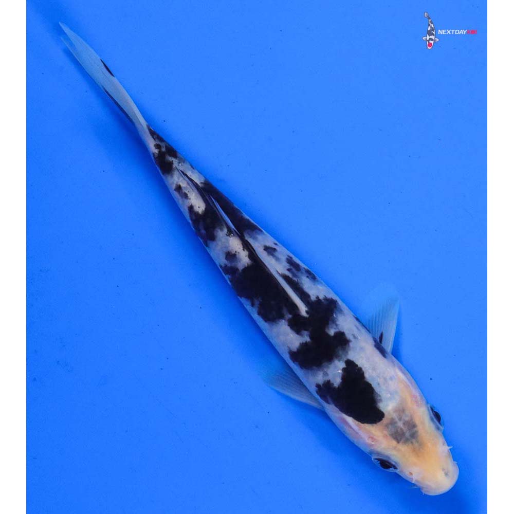 6” Imported Shiro Bekko