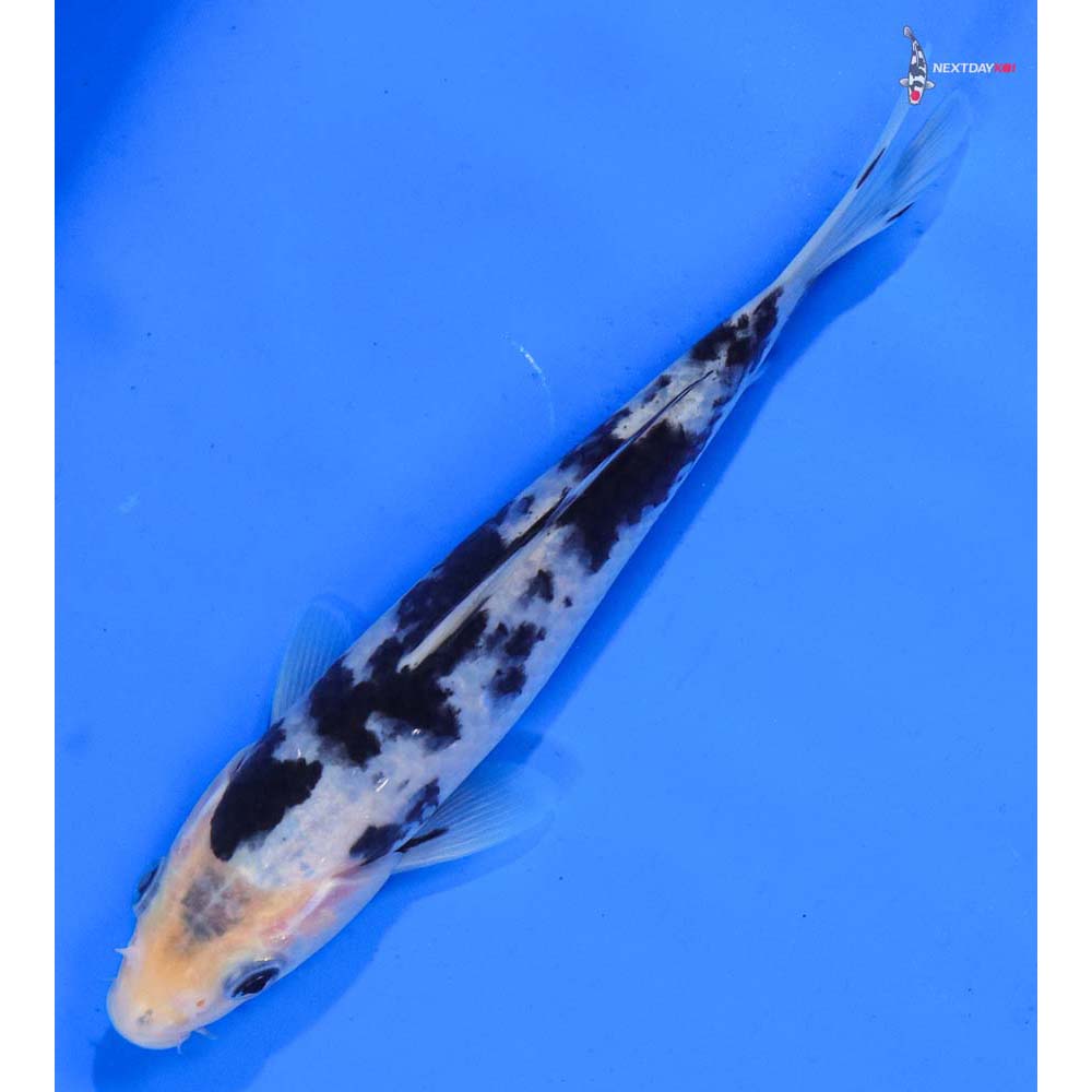 6” Imported Shiro Bekko