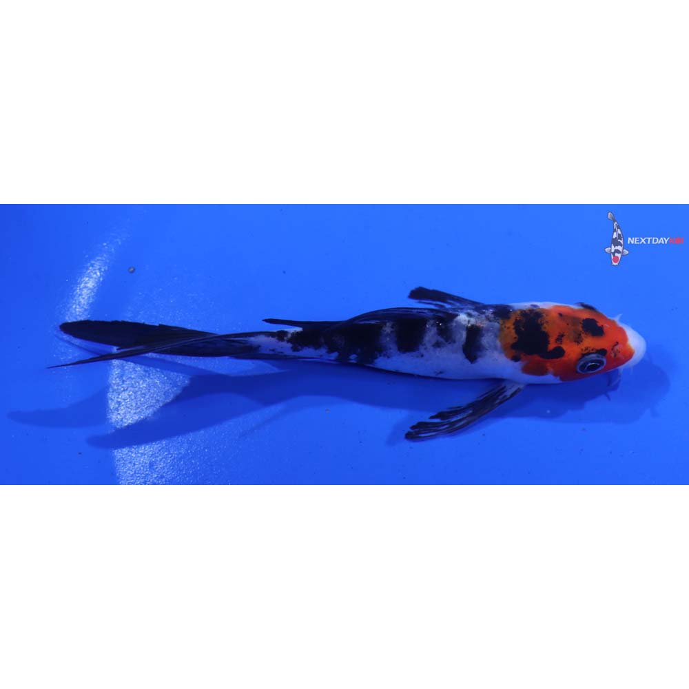 4.5” Imported Sanke Butterfly Koi