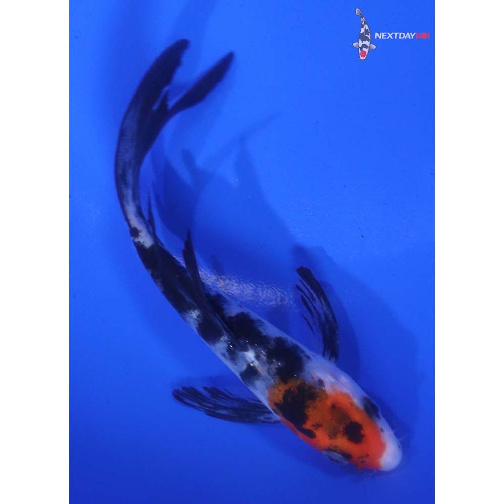 4.5” Imported Sanke Butterfly Koi
