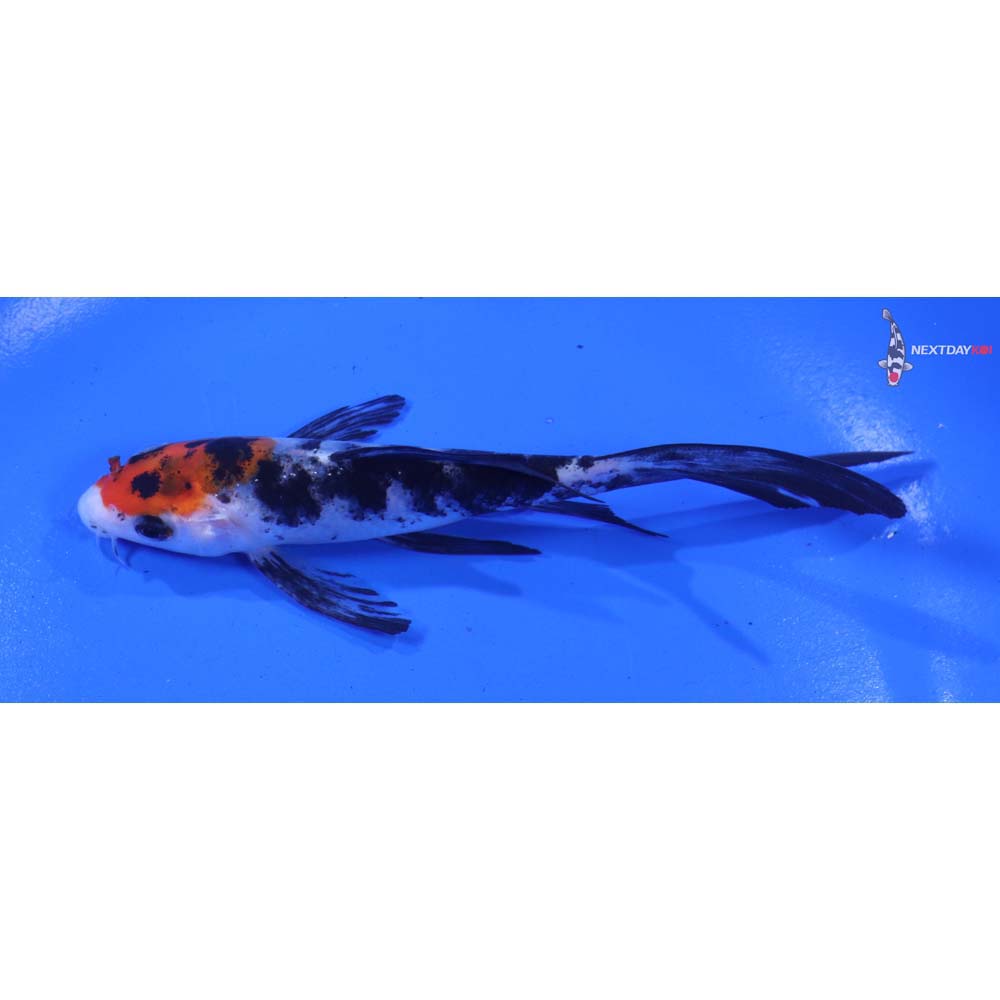 4.5” Imported Sanke Butterfly Koi