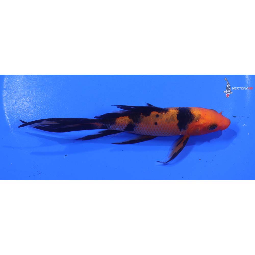 5” Imported Hi Utsuri Butterfly Koi