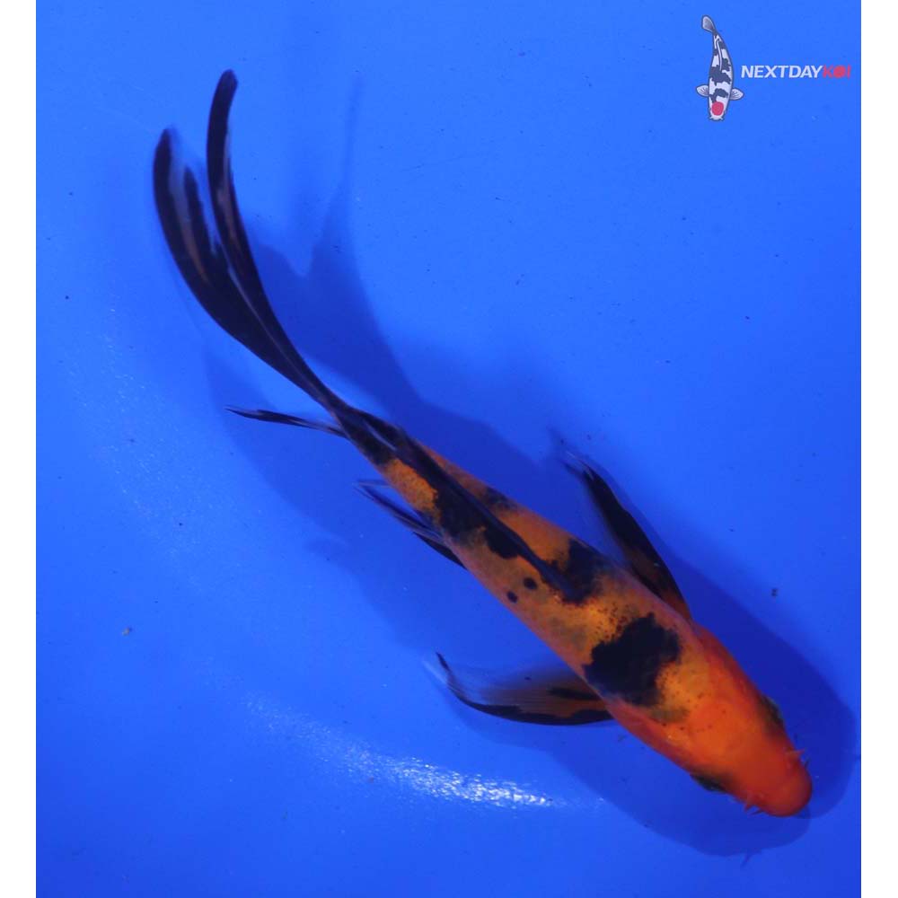 5” Imported Hi Utsuri Butterfly Koi